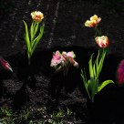Backlit Tulips and Caladium